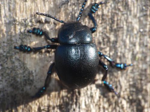Timarcha goettingensis